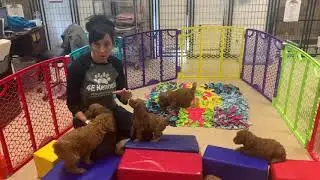 Penny&rsquo;s Pepper litter work with high Value items!