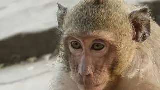 Poor monkey Sweetpea fast movement | Small monkey brave in group