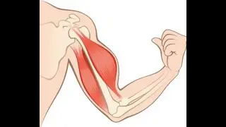 Tipos de contraccion muscular  Ana Torres