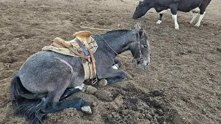 como deitar seu cavalo na na forma correta