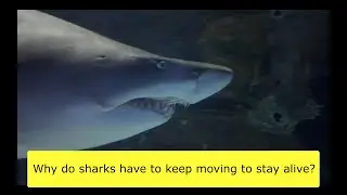 Why do sharks have to keep moving to stay alive?
