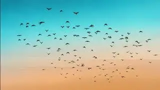 Bird Song At Dawn