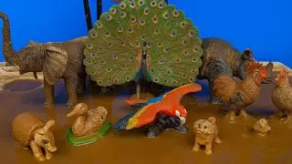 Dirty Animals Get a Bath | Educational Cleaning Videos