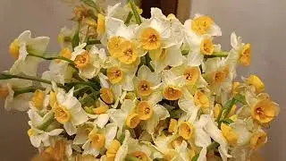 Daffodils....