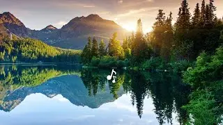 Walk in the Forest | Floating, Peaceful music sony zv e10
