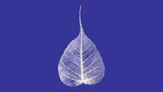 120810 The Meaning of Mindfulness \ \ Thanissaro Bhikkhu \ \ Short Dhamma Talk