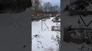 #shorts #snow #winter #garden - Schnee ist ja sch&ouml;n solange man ihn nicht schieben muss