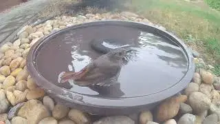 Bathing female redstart (Phoenicurus ochruros)