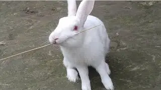Rabit video rabbit 🐰🐇 खरगोश वीडियो #rabbit #video #viral #trending #hd #animals #forest #villagelife