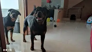 طريقة سهلة للتحكم و السيطرة على الكلب #Devenir le dominant #Rottweiler #Malinois#Maroc#