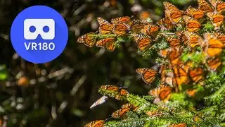 Butterfly Rainforest in VR180 VR (Old version)