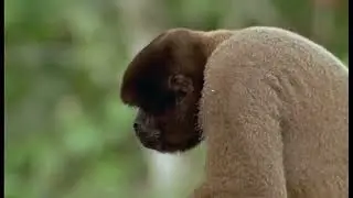 Wild discovery