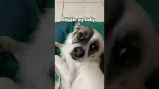 I am your doggy! 😑🐶 #animalshorts #dogshorts #pets #dog #cute #funnydogs