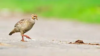 Grey Francolin #greyfrancolin #greyfrancolinteetarsound #teetar