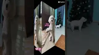 A minute of ordinary life with Angel.  #angel#love #ordinarylife#pets#journey#blessing#cute#everyday