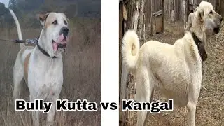 Kangal turco Vs Bully Kutta #dog #viral