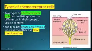 Taste receptors short   Lectures by Dr Alamzeb