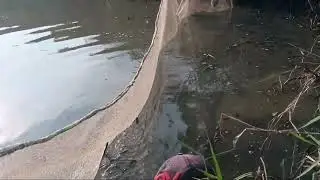 Kéo cá cạn mùa bơm nước đồng 