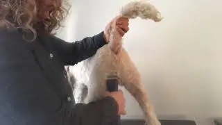 Grooming dog tail and bottom