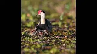 A Jacana dad grabs his chicks up when he senses danger, #jacana,#bird,#chicks