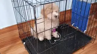 Day 1_ Treatment a dog was infected with Canine Parvovirus.#SOL_Vet #dog #pettreatment 