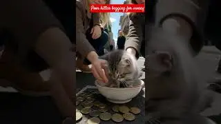 Virtual Real Cat Story Trying To Save Her Mother Part 1 #truedialogue