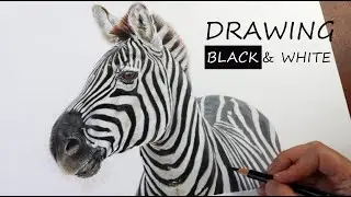 Colored Pencil Zebra Drawing Tutorial for Beginners | Wildlife Art