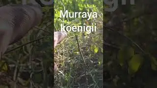 Kari Patta Sprouting | Curry Leaves | Murraya koenigii | Engineer Ka Bagh #gardening #farmhouse