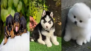 All breed pups available for new homes