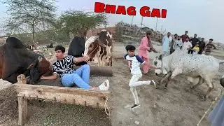 Qurbani Ky Janwar Lena Gaha Mandi 😍 Cow Bhag Gahi 😰