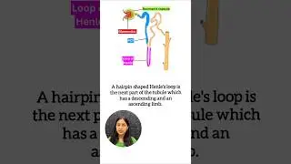 Structure of Nephron in 2 mins🤯| Human Excretory System #neet #biology #study #class11 #shorts #yt