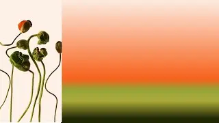 Screen Saver for Focus &ndash; 2 Hour Orange & Olive Gradient Inspired by Budding Flowers (No Music, 4K)