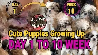 Shihtzu Puppies growth Day 1 to 10 weeks cute video #shihtzu #dog #puppy #puppy #cute #shorts #short