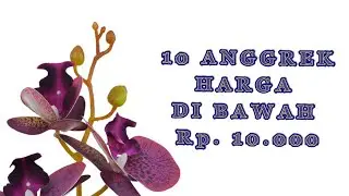 10 ANGGREK HARGA DIBAWAH Rp. 10.000