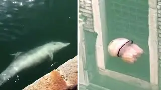Jellyfish Visible in Venice's Canals During Covid-19 Lockdown in ITALY !!