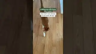 Waking up with Bean - Day 1,303