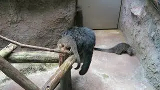 #18 Aug 2019 at Noichi zoo, Kochi, Japan
