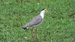Masked Lapwing, Cooinda Lodge Kakadu, Australia