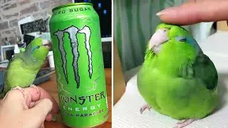 Smart And Funny Parrots Parrot Talking Videos Compilation (2025) - Cute Birds #6