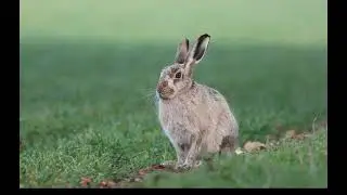 Silver /Blue Hare
