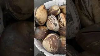 Это &laquo;спизула&raquo;