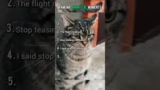 RANKING 5 ANGRY CAT MOMENTS
