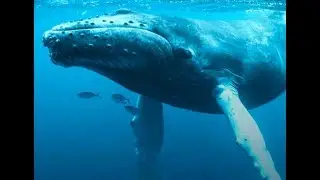 $100 Million In Bitcoin Sold By Whales Today / Verge Price Tanks