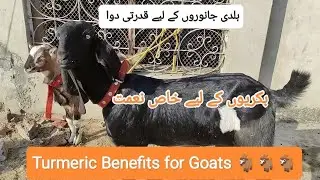 ہلدی کے فائدے | Amazing Turmeric Benefits for Goats Beetal and Teddy Goats #goat #farming #video 