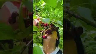 Cherry Picking