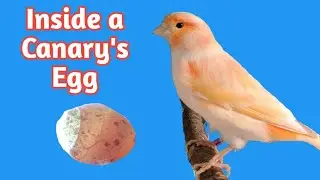 Inside a Canary's Egg: Egg Candling