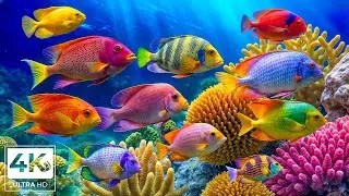 Soothing Ocean Aquarium 4K 🐠 Exotic Sea Fish & Coral Reefs with Soft Night Sounds for Sleep