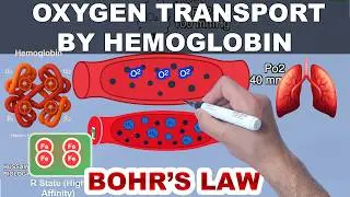 Oxygen Transport by Hemoglobin