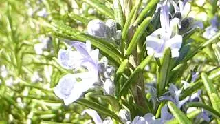Rosemary - Rosmarinus officinalis  -  R&oacute;smar&iacute;n - Kryddjurtir - Gar&eth;pl&ouml;ntur - Sumarbl&oacute;m