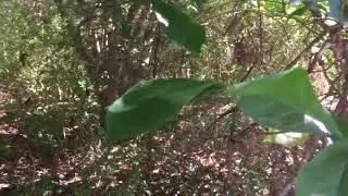 The edible / medicinal magnolia tree